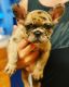 French Bulldog Puppies for sale in Stockton, CA, USA. price: $4,500