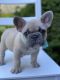 French Bulldog Puppies for sale in Scappoose, OR 97056, USA. price: $3,999