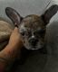 French Bulldog Puppies for sale in Fort Pierce, FL, USA. price: $6,000