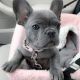 French Bulldog Puppies for sale in Bellevue, WA, USA. price: $830