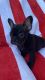 French Bulldog Puppies for sale in Colton, CA, USA. price: $2,999