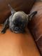 French Bulldog Puppies for sale in Clever, MO 65631, USA. price: NA