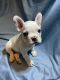 French Bulldog Puppies for sale in Alma, AR 72921, USA. price: $3,000