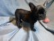 French Bulldog Puppies for sale in Alma, AR 72921, USA. price: $3,500