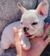 French Bulldog Puppies for sale in Colorado Springs, CO, USA. price: $3,200