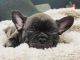 French Bulldog Puppies for sale in Heath, TX 75126, USA. price: $2,000
