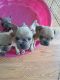 French Bulldog Puppies for sale in Ruskin, FL, USA. price: $4,500