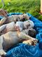 French Bulldog Puppies for sale in Roberts, ID 83444, USA. price: NA