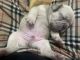 French Bulldog Puppies for sale in Rockford, IL 61108, USA. price: $3,500