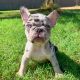 French Bulldog Puppies for sale in Granbury, TX, USA. price: NA