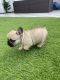 French Bulldog Puppies for sale in Hialeah Gardens, FL, USA. price: $2,500