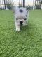 French Bulldog Puppies for sale in Hialeah Gardens, FL, USA. price: $3,000