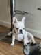 French Bulldog Puppies for sale in Stockton, CA 95210, USA. price: $1,800