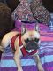 French Bulldog Puppies for sale in Buena Park, CA, USA. price: $1,000