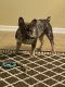 French Bulldog Puppies for sale in Jackson, GA 30233, USA. price: $3,500