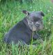 French Bulldog Puppies for sale in Township of Greenwood, MI 48006, USA. price: $3,600