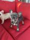 French Bulldog Puppies for sale in Chesterfield, MI 48051, USA. price: $3,800
