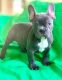 French Bulldog Puppies for sale in Boydton, VA 23917, USA. price: $1,200