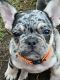 French Bulldog Puppies for sale in Mohave Valley, AZ 86440, USA. price: $3,500