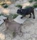 French Bulldog Puppies for sale in Claremore, OK, USA. price: $1,400