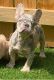 French Bulldog Puppies for sale in Suwanee, GA 30024, USA. price: $12,000