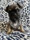 French Bulldog Puppies for sale in Hermiston, OR, USA. price: NA