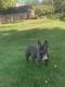 French Bulldog Puppies for sale in Hernando, MS, USA. price: $1,500