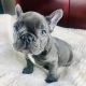 French Bulldog Puppies for sale in Hendersonville, NC, USA. price: $800