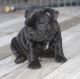 French Bulldog Puppies for sale in Brookline, MA, USA. price: NA