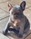 French Bulldog Puppies for sale in Sallisaw, OK 74955, USA. price: NA