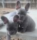 French Bulldog Puppies for sale in Flagstaff, AZ 86004, USA. price: NA