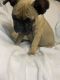 French Bulldog Puppies for sale in Stanton, CA 90680, USA. price: NA