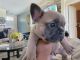 French Bulldog Puppies for sale in Farmersville, CA 93223, USA. price: NA