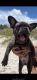 French Bulldog Puppies for sale in Miami Beach, FL, USA. price: $6,000