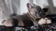 French Bulldog Puppies for sale in Baytown, TX, USA. price: NA
