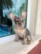 French Bulldog Puppies for sale in St. Petersburg, FL, USA. price: NA