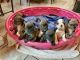 French Bulldog Puppies for sale in Zachary, LA 70791, USA. price: $2,500