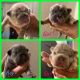 French Bulldog Puppies for sale in Northlake, TX, USA. price: $5,500