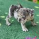 French Bulldog Puppies for sale in Bellflower, CA, USA. price: $2,000