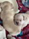 French Bulldog Puppies for sale in Littlestown, PA 17340, USA. price: NA