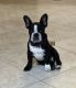 French Bulldog Puppies for sale in Valencia, Santa Clarita, CA, USA. price: $4,200