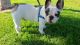French Bulldog Puppies for sale in Oceanside, CA, USA. price: $1,500