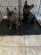 French Bulldog Puppies for sale in 12820 Atlantic Ave, Compton, CA 90221, USA. price: $2,000