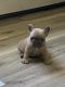 French Bulldog Puppies for sale in Haverhill, MA, USA. price: NA
