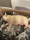 French Bulldog Puppies for sale in Winters, CA 95694, USA. price: NA