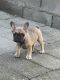 French Bulldog Puppies for sale in Renton, WA, USA. price: $2,000