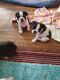 French Bulldog Puppies for sale in Cincinnati, OH, USA. price: NA