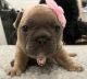 French Bulldog Puppies for sale in Surprise, AZ, USA. price: NA