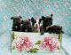 French Bulldog Puppies for sale in Boiling Springs, SC 29316, USA. price: NA