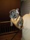 French Bulldog Puppies for sale in Grand Rapids, MI, USA. price: $1,900